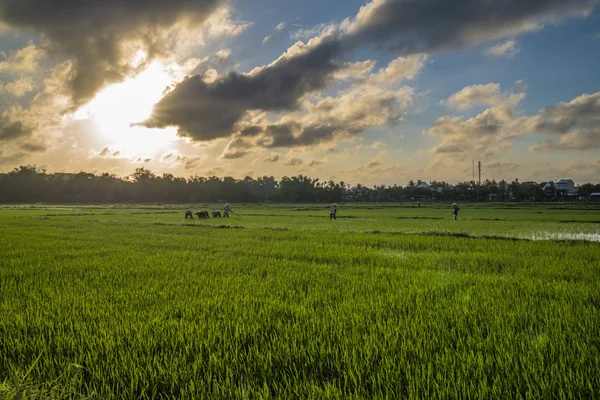 Вьетнамские Фермеры Работают Рисовом Поле Солнечный День Вьетнамские Пейзажи — стоковое фото