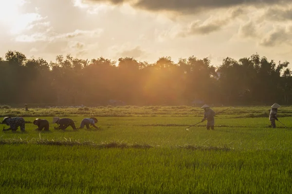 Vietnam çiftçiler güneşli günde pirinç alan üzerinde çalışıyor. Vietnam seyahat manzara.
