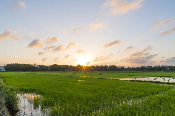 Зеленые Ряды Риса Полях Хойана Вьетнам — стоковое фото