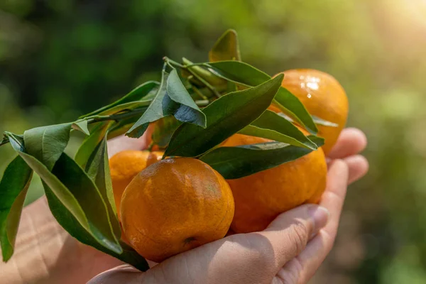 Fresh Mandarins Leaves Female Hand Ripe Oranges Hands — Stock Photo, Image