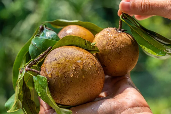 Sapodilla Fruits Avec Des Feuilles Vertes Dans Les Mains Sapodilla — Photo