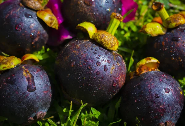 Mangosteen Φόντο Σκούρο Mangosteen Στο Γρασίδι — Φωτογραφία Αρχείου