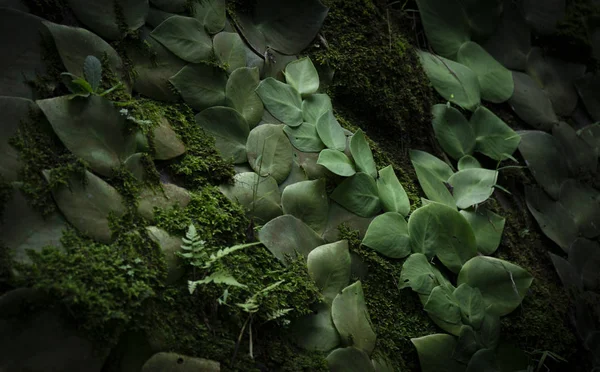 Dark tropical plant texture close-up view