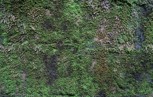 Textura Uma Parede Concreto Com Musgo Verde Close — Fotografia de Stock