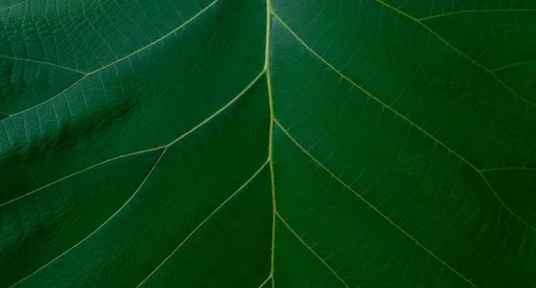 Зеленый Тиковый Лист — стоковое фото