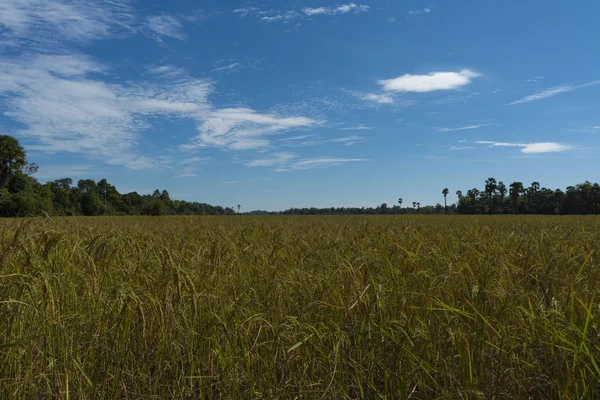 Noite Campos Arroz Perspectiva Linhas Floresta Colinas Panorama Tiro — Fotografia de Stock