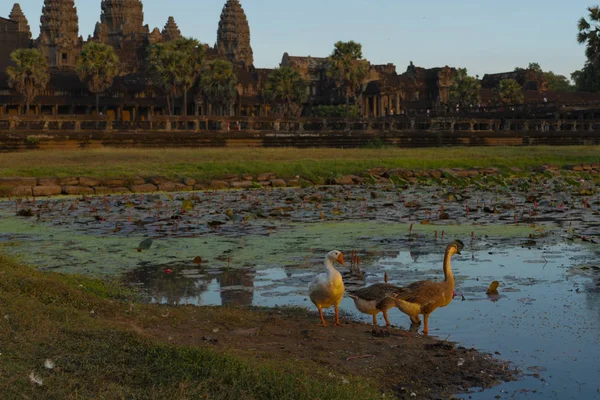 Gansos Lagoa Angkor Wat — Fotografia de Stock