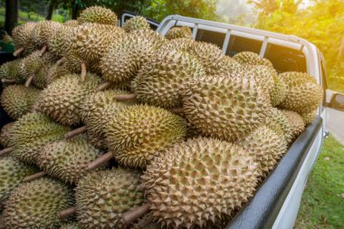 Durian meyve arka plan. Pis kokulu meyve - durian.