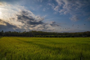 Akşam pirinç alanları perspektif içinde orman hatları ve panorama atış hills 