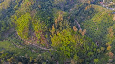 Nehir ve orman yolları ile orman hills ve tarım ekimi üst eğri en iyi görünüm. Arial dron atış tropikal Orman ağaçları.
