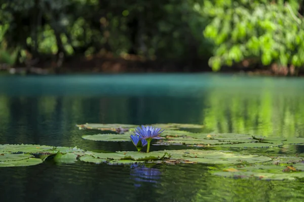 Blue Waterlily Lotus Flower Emerald Turquoise Lake Pond Zen Pattern — Stock Photo, Image
