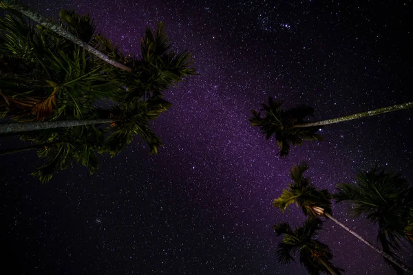 Night palms and purple space night sky with many stars in cosmos. Galaxy milky-way background.