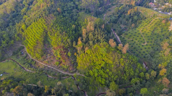 Top view of curving river and forest roads with top of jungle hills and agriculture plantation. Arial drone shot of tropical forest trees.