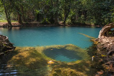 Yağmur ormanlarında turkuaz gölet manzaralı görünüm 