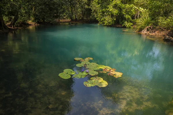 Scenic View Turquoise Pond Rainforest — Stock Photo, Image