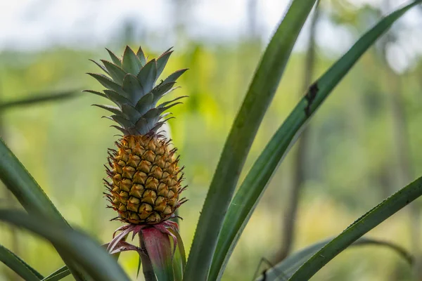Kleine Rijpe Ananas Groeien Het Veld — Stockfoto