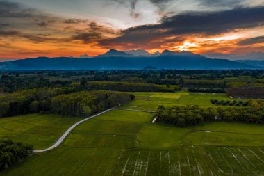 Pirinç tarlaları bulutlu gün batımında Tay kırsal manzara 