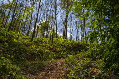 Palmiyeler, muz ağaçları, eğrelti otları ve orman ağaçları yeşil doğa arka plan yürüyüş izi manzara ile tropikal orman boyunca dar patika