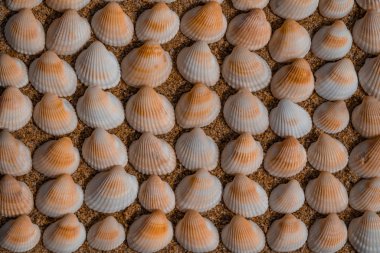 Deniz kabukları arka plan doku 