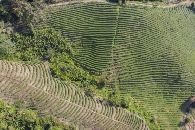 Pirinç tarlaları bulutlu gün batımında Tay kırsal manzara 
