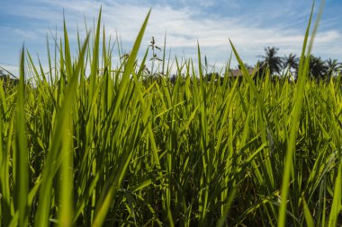 Yeşil çimen arka planının yakın plan görüntüsü 