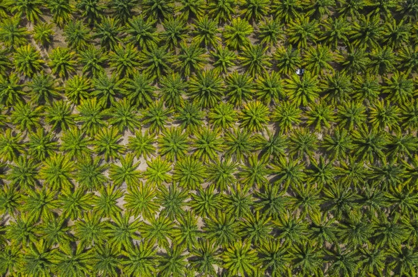 Palm Bomen Achtergrond Bovenaanzicht Plantage Van Palms — Stockfoto