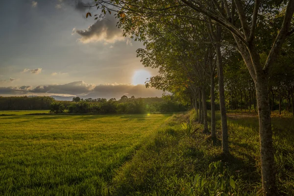 Thai rural landscape of rice fields at cloudy sunset