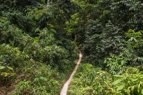 Narrow Footpath Tropical Forest Palms Banana Trees Ferns Jungle Trees — Stock Photo, Image