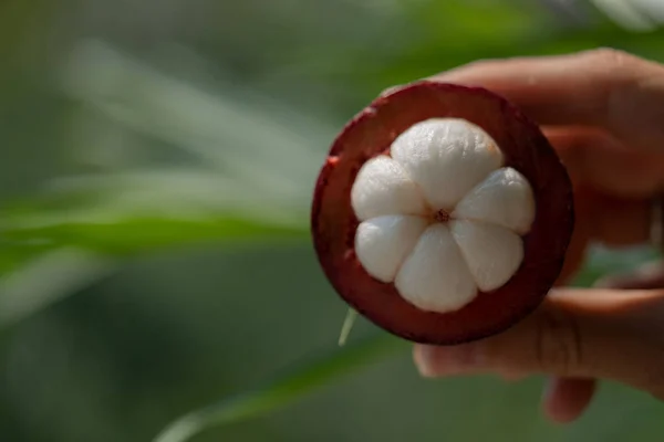 Μισό Αποφλοιωμένες Ζουμερά Mangosteen Στο Χέρι Φόντο Πράσινο Bokeh Επιλεκτική — Φωτογραφία Αρχείου