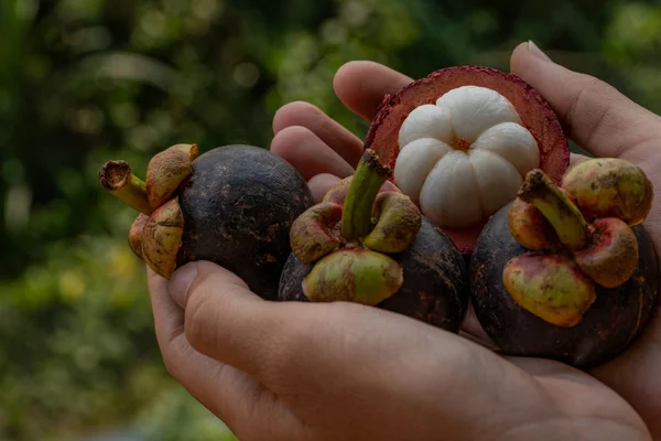 Woman Holding Mangosteens Close View — Stock Photo, Image