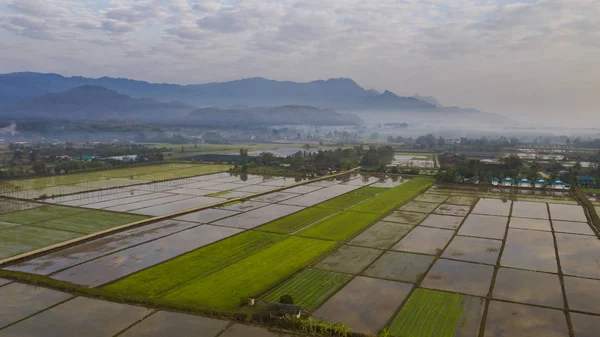 Thai rural landscape of rice fields at cloudy sunset