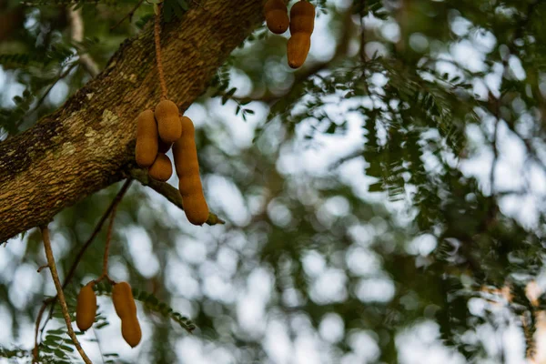 Frutos Tamarindo Que Crecen Árbol Contra Fondo Bokeh — Foto de Stock