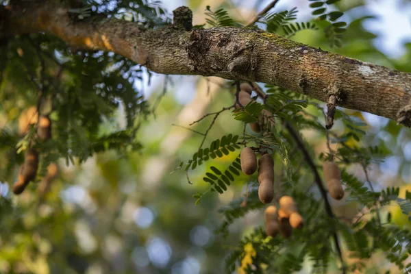 Frutos Tamarindo Que Crecen Árbol Contra Fondo Bokeh — Foto de Stock