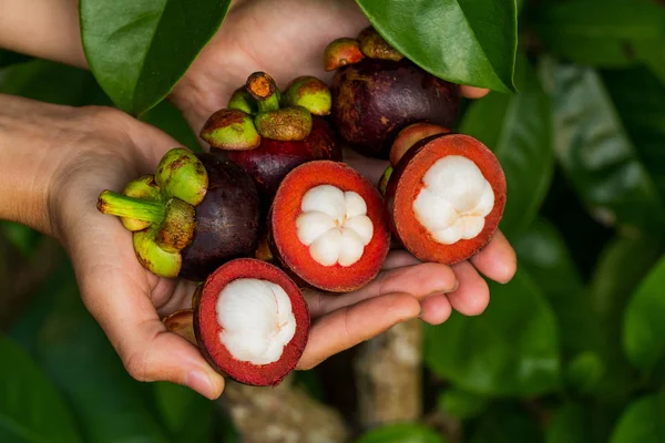 Woman Holding Mangosteens Close View — Stock Photo, Image