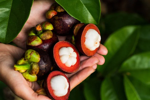 Woman Holding Mangosteens Close View — Stock Photo, Image