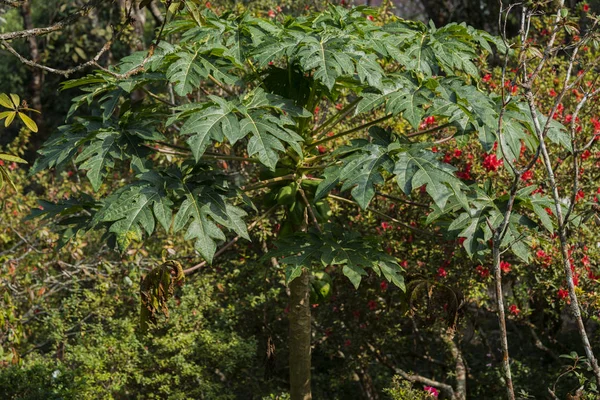 Parte Superior Redonda Del Árbol Papaya Bosque — Foto de Stock