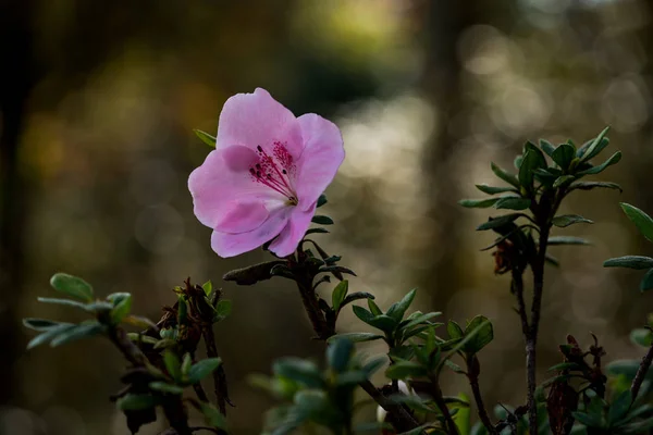 Fleur Rose Dans Jardin Avec Fond Bokeh Macro Shot — Photo