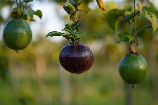 Passion Fruits Hanging Field Close View — Stock Photo, Image