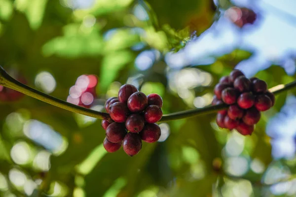 コーヒーの木の枝にコーヒー豆のかわいい丸い形の束 — ストック写真