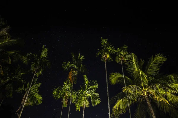 Palms in the night sky background