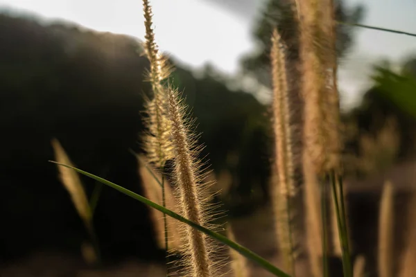Лугова Трава Фоні Заходу Сонця Легкий Фон Природи — стокове фото