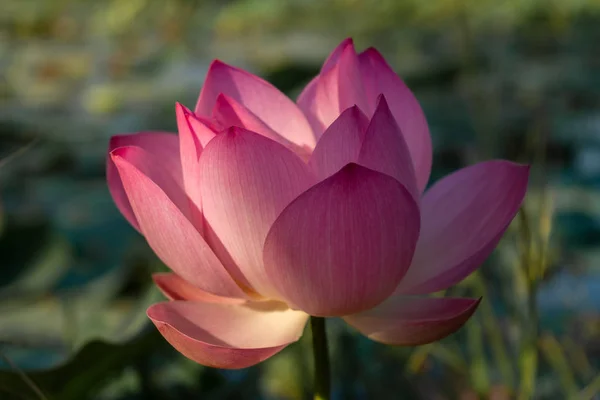 Pink Lotus Flower Pond Close View — Stock Photo, Image