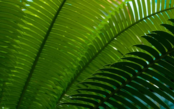 Groene Fern Verlaat Achtergrond Close Weergave — Stockfoto