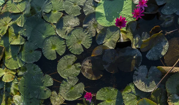 Lotus Flowers Background Top View — Stock Photo, Image