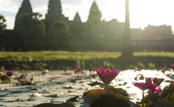 Flor Lótus Lago Frente Templo Angkor Wat — Fotografia de Stock