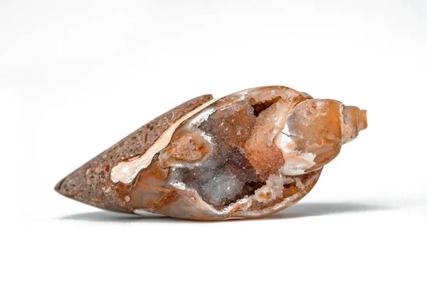 Fóssil Drusy Cowrie Shell Cabochon Macro Shot — Fotografia de Stock