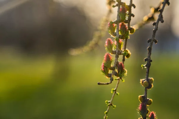 Цвіте Гілка Верби Весняний Кущ Великодня Верба — стокове фото