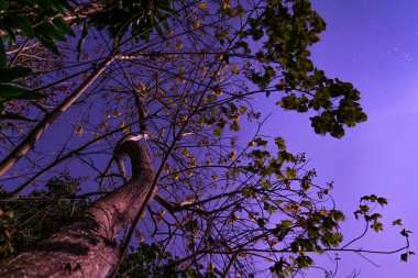 Yıldızlı gökyüzü nighscape sarı çiçekleri ile Blooming ağaç 