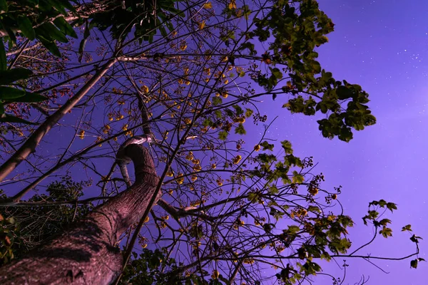 Árvore Florescente Com Flores Amarelas Céu Estrelado Paisagem Noturna — Fotografia de Stock