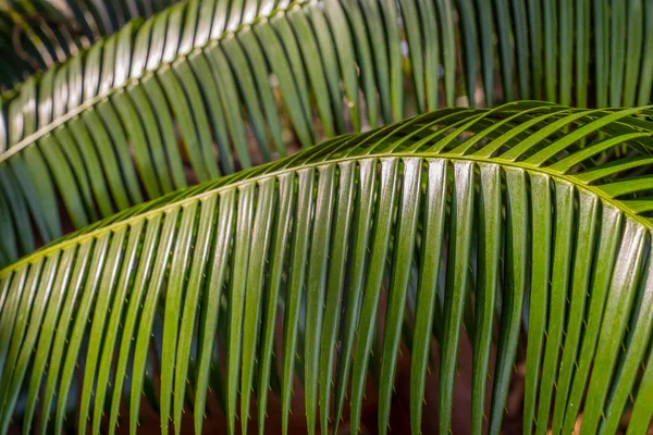 Groene Palmboom Verlaat Achtergrond — Stockfoto